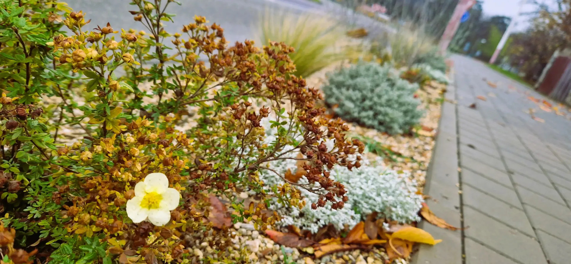Městská výsadba, Moravský Krumlov